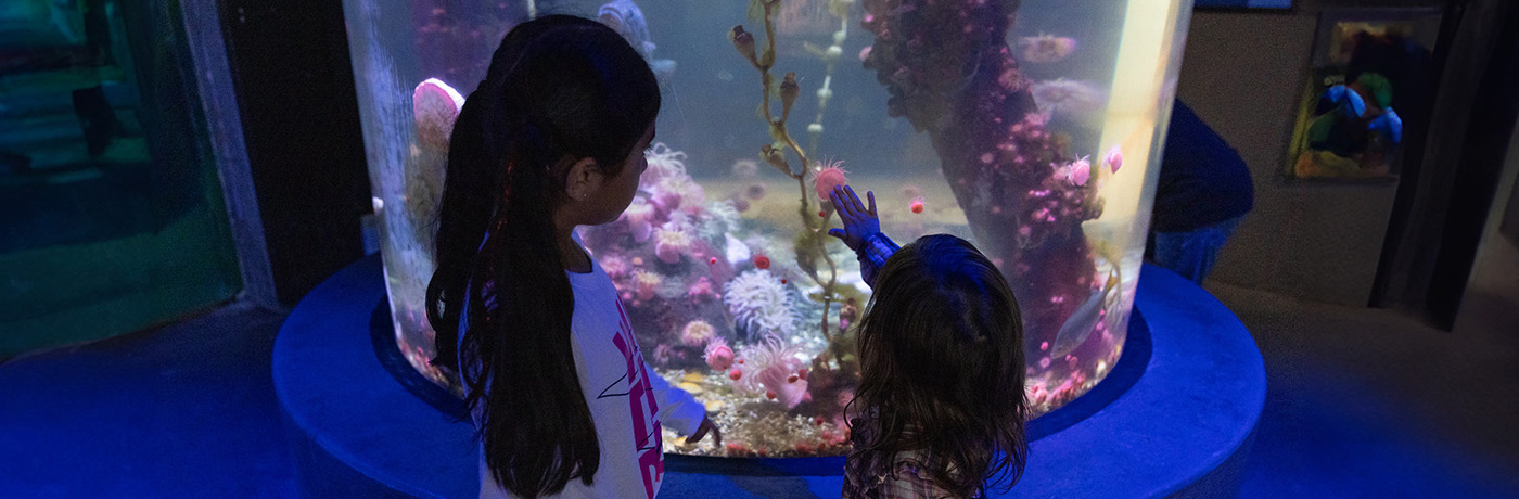 students looking at zoo aquarium